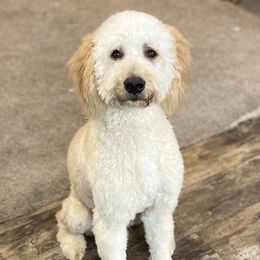 Odie - Goldendoodle