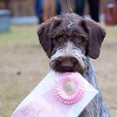 Piper - German Wirehaired Pointer
