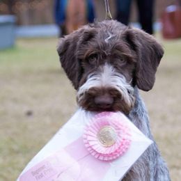 Piper - German Wirehaired Pointer