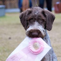 Piper - German Wirehaired Pointer