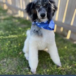 Jinks - Poodle