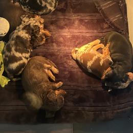 Dachshund Puppies from Dapper Dachshund