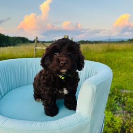 Apollo - Brown Cockapoo puppy in Lake Tansi, Tennessee from Davis cockapoos