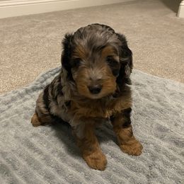 Aussiedoodle and Miniature Australian Shepherd Puppies from Dazy Mayze Mini Aussies and Aussiedoodles