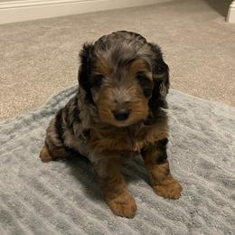 Aussiedoodle and Miniature Australian Shepherd Puppies from Dazy Mayze Mini Aussies and Aussiedoodles