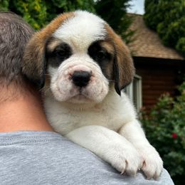 Purple Collar - Brown and white female Saint Bernard puppy in New York from Johnson Farms