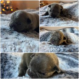 Holly - Blue female French Bulldog puppy in Anderson, California from Wooftown Kennels