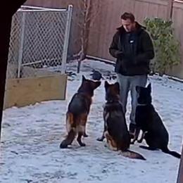 German Shepherd All Grown Up from Beau Ideal German Shepherds
