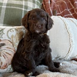 Wilson Family's Fairway - Chocolate female Goldendoodle puppy in Norman, Oklahoma from Wilson Family Companions