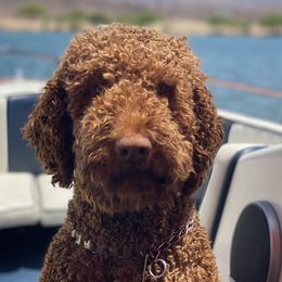 Winnie - Labradoodle