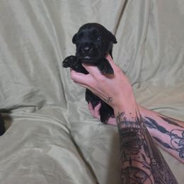 Male 5 - Black male Cane Corso puppy in Mason City, Illinois from Red Wood Cane Corso