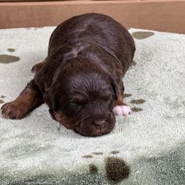 Boy 1 - Red tri-color male Aussiedoodle puppy in Dysart, Iowa from Graceful Acres