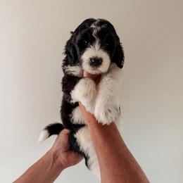 Wrigley - Black and white male Sheepadoodle puppy in Wabash, Indiana from DOODCompany