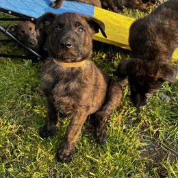 Dutch Shepherd Puppies from Sugar Island Dutch Shepherds