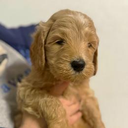Hunk - Parti male Goldendoodle puppy in Social Circle, Georgia from Poppiedoodle Farms