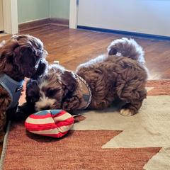 Cavalier King Charles Spaniel and Cavapoo Puppies from Puppyloversplace