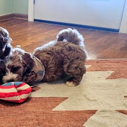 Cavalier King Charles Spaniel and Cavapoo Puppies from Puppyloversplace