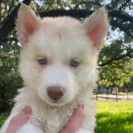 Muffin - Sable and white female Siberian Husky puppy in College Station, Texas from Texas Siberian Husky Kennels (TSHK)
