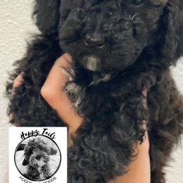 Cavapoo and Poodle Puppies from Happy Tails Poods and Doods