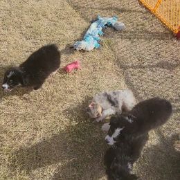 Australian Shepherd Puppies from Winsome Aussies