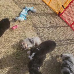 Australian Shepherd Puppies from Winsome Aussies