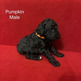 Poodle Puppies from Petal Poodles