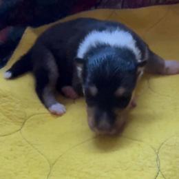 Sabine - Black white and tan female Collie puppy in Malvern, Arkansas from Lost Acres Collies