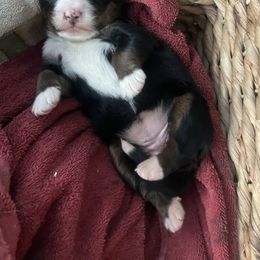 Alma - Black rust and white female Bernese Mountain Dog puppy in North Grove, Indiana from J&F Country Canines