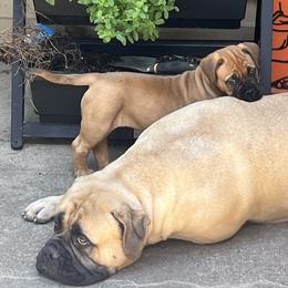 Bullmastiff Puppies from Meteora Bullmastiffs