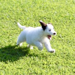 Australian Labradoodles from Dawson Creek Australian Labradoodles