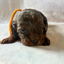 Eggs - Merle female Cavapoo puppy in Adrian, Oregon from ApplebyFarm