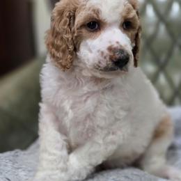 Roux - Parti male Poodle puppy in Conroe, Texas from Pear house farm