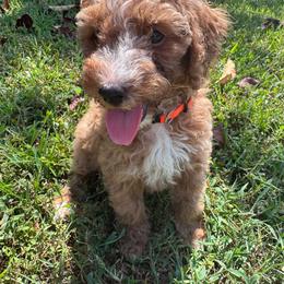 AKC LUKE. (Orange collar) - Red  male Poodle puppy in Dallas, Georgia from West Cobb Dogs