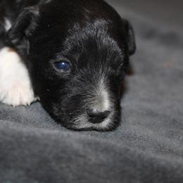 Vivian - Black tri-color female Aussiedoodle puppy in Loretto, Tennessee from K Kountry Farm