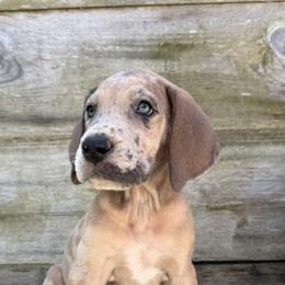 Girl 5 - female Great Dane puppy in Wellsville, New York from Prophecy Danes