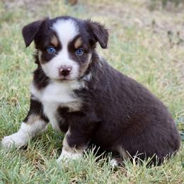 Minnie Moline - Red tri female Miniature Australian Shepherd puppy in Evant, Texas from Lazy VT Bar Ranch