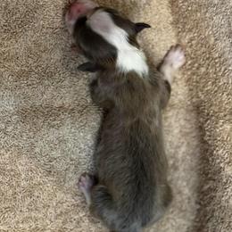 Mr Bo Jangles - Blue male Pembroke Welsh Corgi puppy in Nortonville, Kansas from Low Riders Corgis & Mini Aussies