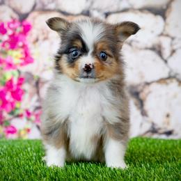 Gizmo - Blue merle male Toy Australian Shepherd puppy in Georgetown, Texas from Minikin Manor