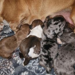 Ivy - Dapple female Dachshund puppy in Anaconda, Montana from Williams Family Dachshunds