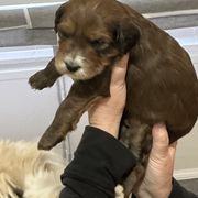Whoodle Puppies from RockyRiverPups