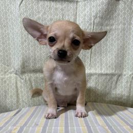 Fylnn - Cream and white male Chihuahua puppy in Branford, Florida from Mbjs Doxies and chihuahuas