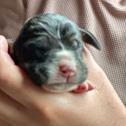 Male 2 - Black brown and white male Basset Hound puppy in Lindley, New York from Hill Top Basset Hounds & Cane Corso
