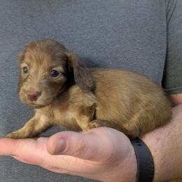 5 Shanti - Cream female Dachshund puppy in Central Point, Oregon from MRS Long Dog Ranch