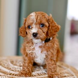 Kona - Red male Cavapoo puppy in Tucson, Arizona from Sun Valley Goldendoodles
