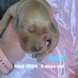 Number 6 girl - Dark golden female Golden Retriever puppy in Piedmont, Oklahoma from Sabrina's Golden Retrievers