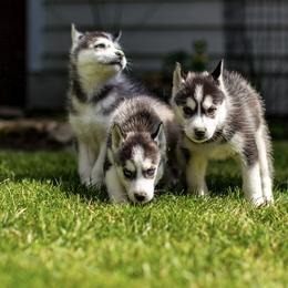 Siberian Husky Puppies from PNWHuskies