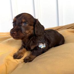 Toffee - Chocolate and tan female Dachshund puppy in Cave City, Kentucky from Mammoth Cave Dachshunds
