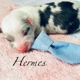 Hermes - Blue merle and white male American Corgi puppy in Cocoa, Florida from Cascadian Space Coast Corgis LLC
