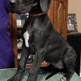 Great Dane Puppies from Hladik Great Danes