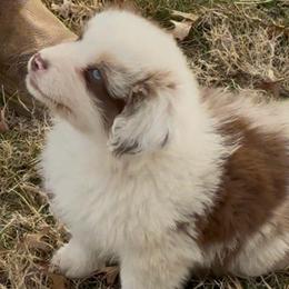 Larry - Red merle male Australian Shepherd puppy in Grove, Oklahoma from Dollface Aussies